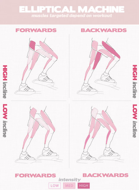 Muscles used on the elliptical machine