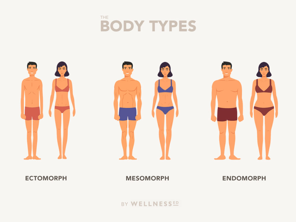 Chart of the 3 Body Types: Male & Female Ectomorph, Mesomorph, & Endomorph
