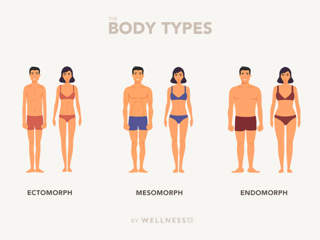 The 3 Body Types Ectomorph Mesomorph Endomorph the-3-body-types-ectomorph-mesomorph-endomorph
