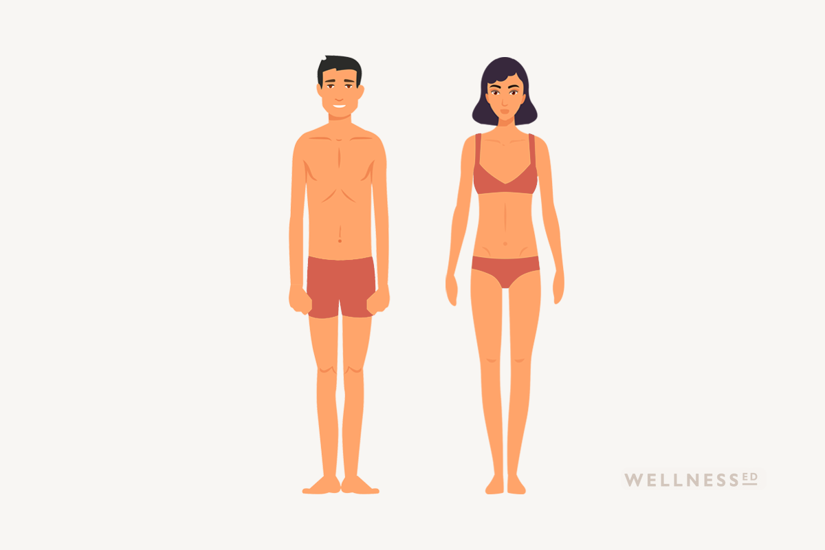 Male and female ectomorph body type illustration