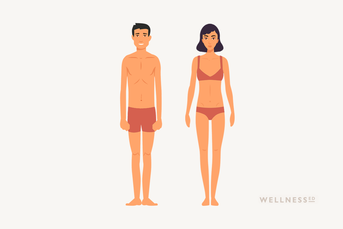 Different body types (somatotypes) (A) Ectomorph, (B) mesomorph