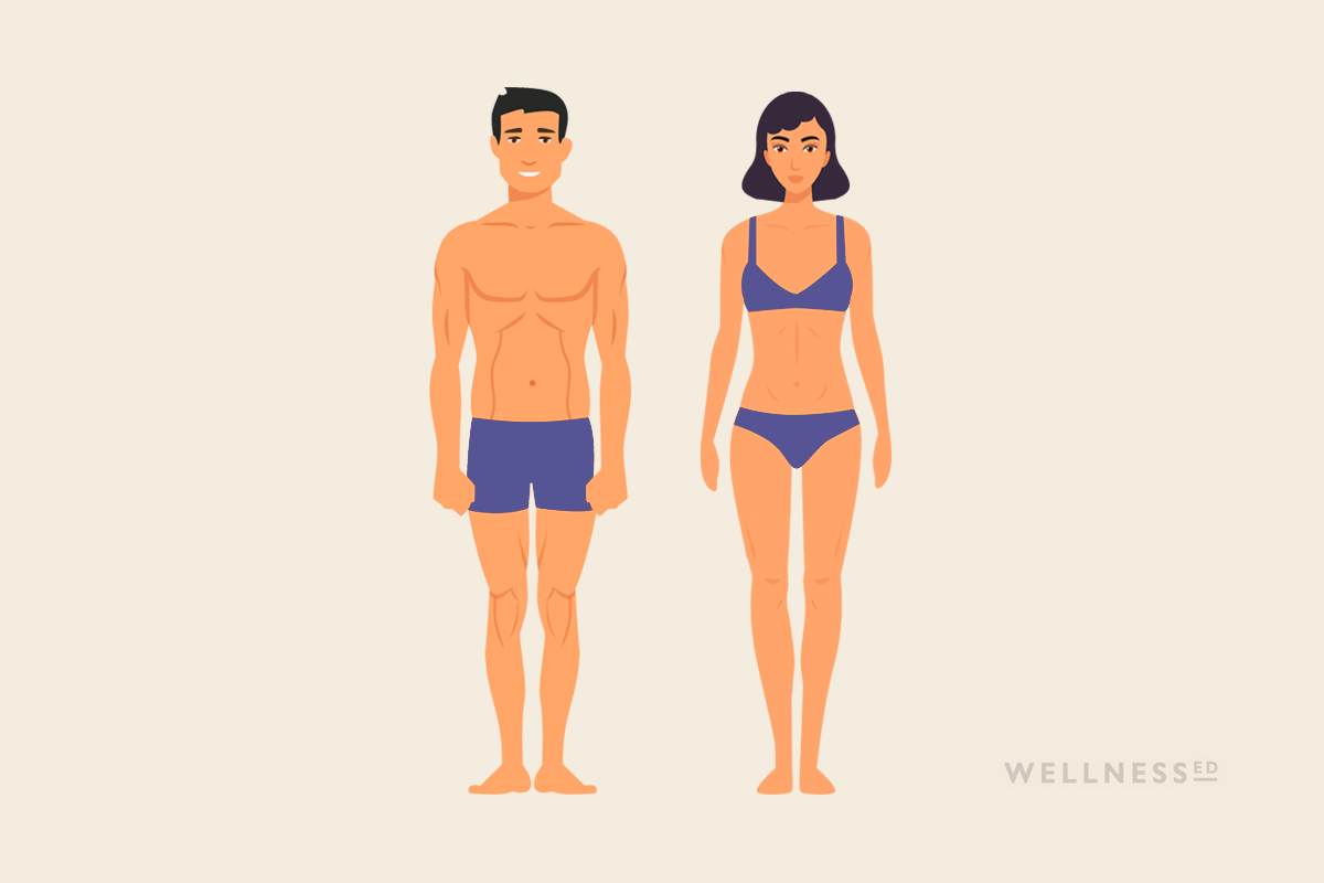 The 3 Body Types: Ectomorph, Mesomorph, Endomorph