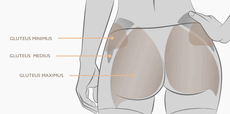 Chart of the butt muscles, showing the gluteus maximus, gluteus medius, and gluteus minimus