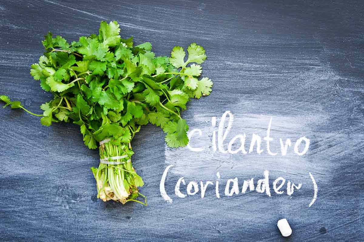 Cilantro How to Use, Cook & Store Cilantro Nutrition + Health Benefits