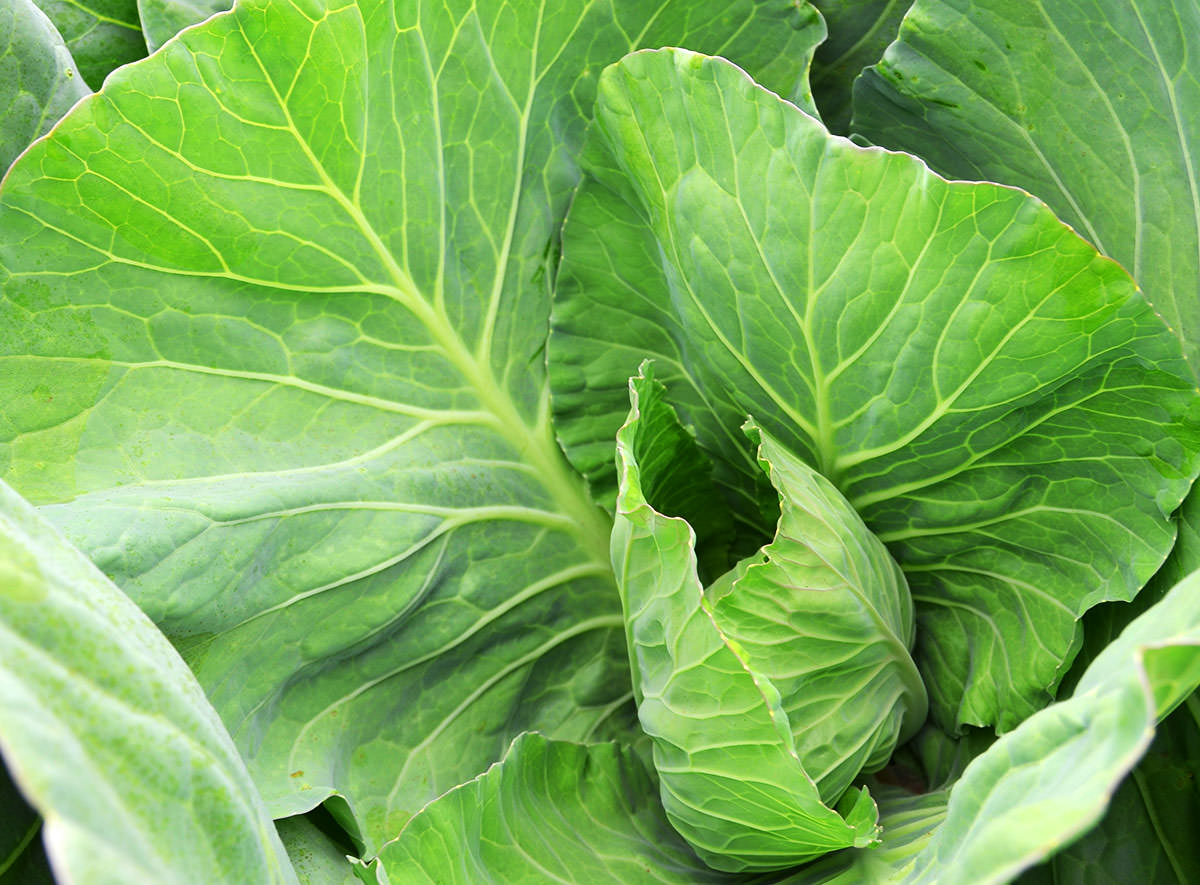 Collard Greens How to Use, Cook & Store Nutrition + Health Benefits