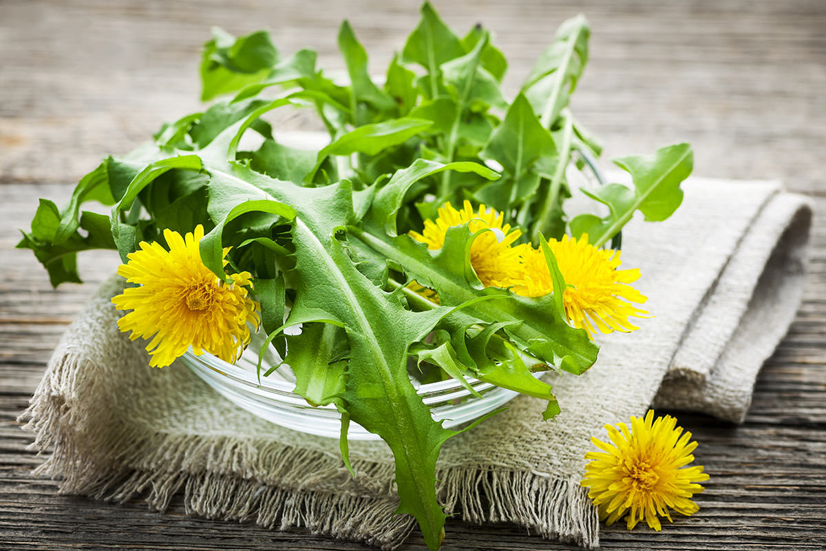 Dandelion Greens How To Use Prep Store Recipes Health Benefits