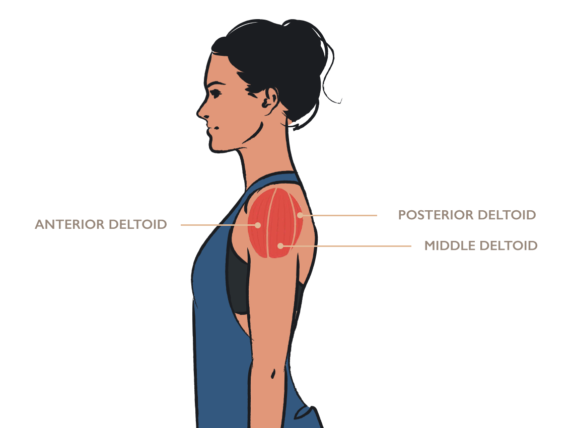 Illustration of deltoid muscle anatomy for shoulder exercises